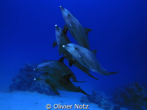 5 dolphins playing around us divers at a depth or around ... by Olivier Notz 